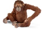 Orangutan samica